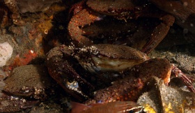 Komodo 2016 - Blue swimming Crab - Crabe nageur bleu - Portunus pelagicus - IMG_7475_rc
